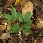 Tetraberlinia bifoliolata Blatt