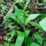 Epipactis leptochila Leaf