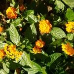 Lantana camaraFlower