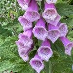 Digitalis purpurea फूल