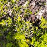 Cliffortia atrata Hábito
