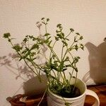 Valerianella eriocarpa Libunga