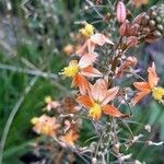 Bulbine frutescens Kvet