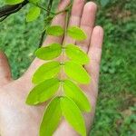 Cassia javanica葉