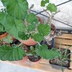 Pelargonium echinatum Yaprak