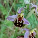 Ophrys apifera Λουλούδι