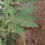 Cassia grandis Blad