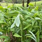 Polygonatum × hybridum ഇല