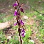 Anacamptis collina Květ