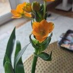 Ornithogalum dubium Flower