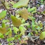 Quercus michauxii Leaf