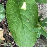 Bergenia purpurascens Levél