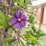 Solanum laciniatum 花
