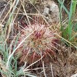 Echinocereus viridiflorus Leaf