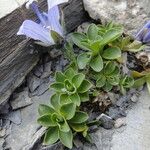 Campanula cenisia Hostoa