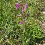 Gladiolus italicusKvet