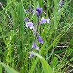 Polygala vulgaris Žiedas