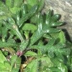 Leucanthemopsis alpina その他の提案