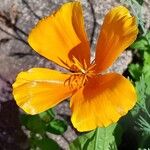 Eschscholzia caespitosa Flor