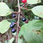 Frangula alnus Fruit