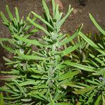 Trichostema parishii Celota