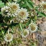 Trifolium montanum花