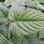 Clerodendrum paniculatum Hoja