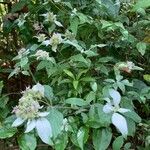 Pycnanthemum pycnanthemoides Flor