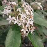 Acokanthera oppositifolia Flower