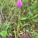 Anacamptis pyramidalis Habit