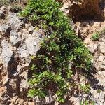 Arctostaphylos uva-ursi Hábito
