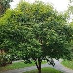 Acer griseum Συνήθη χαρακτηριστικά