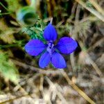 Delphinium consolida Flor