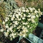 Chrysanthemum indicum Blüte