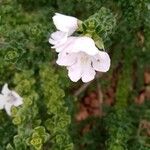 Prostanthera cuneata Çiçek