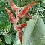Heliconia vellerigera Flor