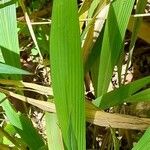 Setaria poiretiana 葉