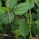 Dioscorea dumetorum Blatt