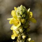 Verbascum thapsus Virág