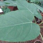 Ficus polita Hoja