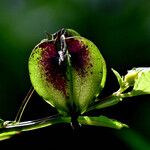 Nicandra physalodes Frugt