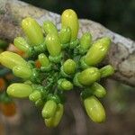 Oxera coriacea Fruto