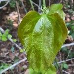 Smilax rotundifolia Leaf