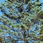 Pinus coulteri Hoja