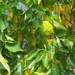 Maclura pomifera Leaf