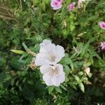 Clarkia amoena Flower