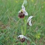 Ophrys fuciflora മറ്റ്