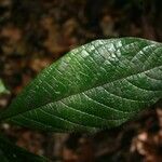 Cordia nodosa Blatt