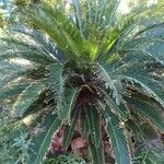 Cycas revoluta Folha