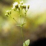 Eupatorium rotundifolium عادت